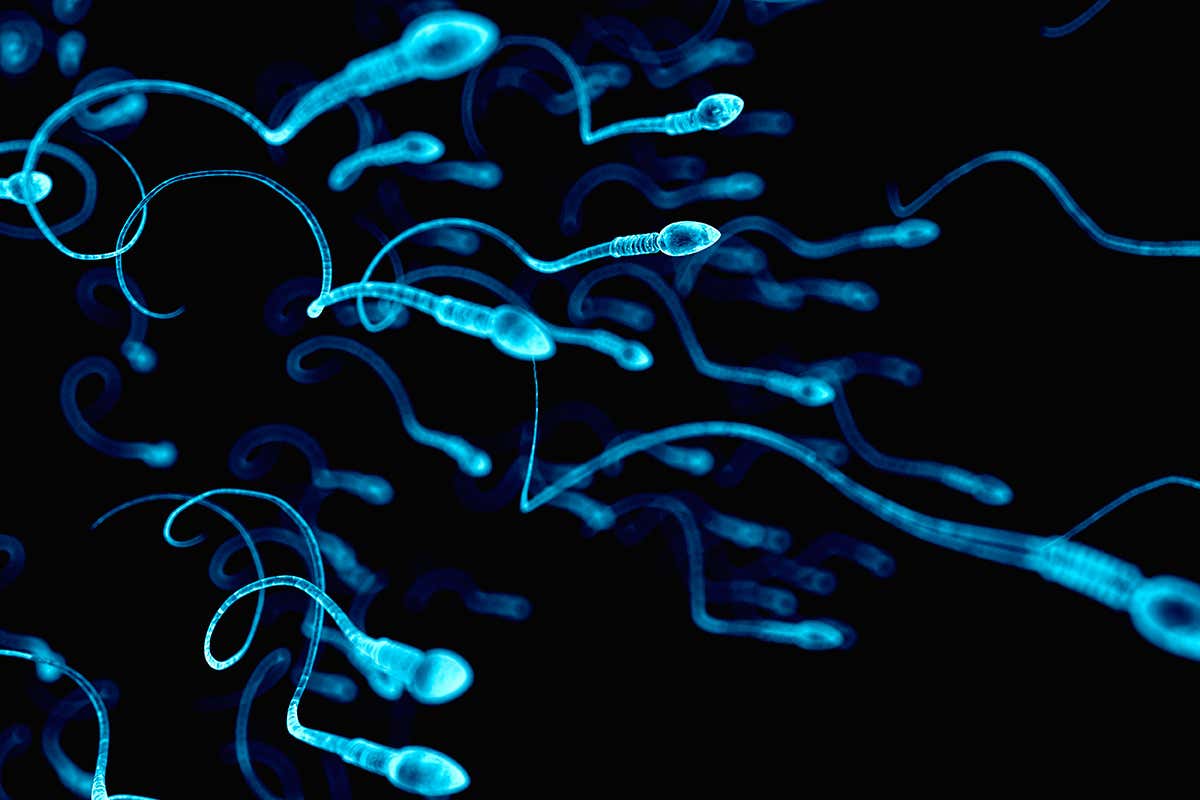 Human sperm-spl.jpg