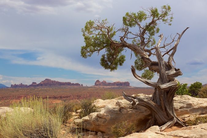 20140729 Arches Tree.jpg