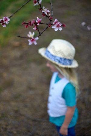 2020-03-25-blossoms-02.jpg