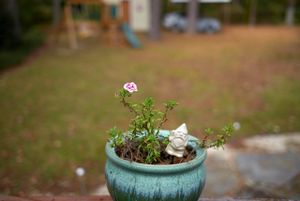 20201122-backyard-01.jpg