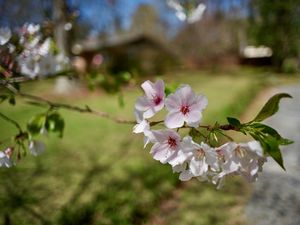 02010325-cherry-blossoms-01.jpg