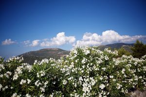 20110801-delphi-11.jpg