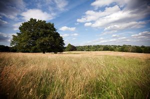 2009-07-04-hampstead-heath-02.jpg