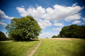 2009-07-04-hampstead-heath-08.jpg