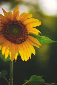 A sunflower in my garden