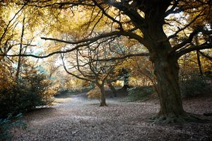 2009-07-04-hampstead-heath-01.jpg