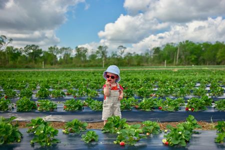 Strawberry Picker