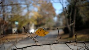 20201211-morning-walk-04.jpg